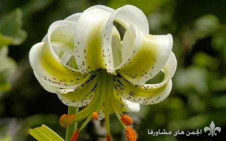 awww.beytoote.com_images_stories_iran_ir2609_5.jpg