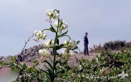 awww.beytoote.com_images_stories_iran_ir2609_7.jpg