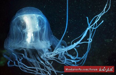 awww.beytoote.com_images_stories_scientific_hhs1742.jpg