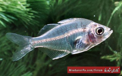 awww.beytoote.com_images_stories_scientific_hhs1741_1.jpg