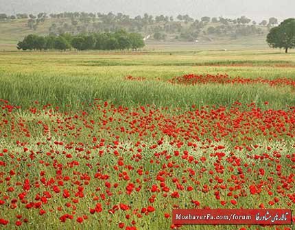 awww.beytoote.com_images_stories_iran_ir2221.jpg