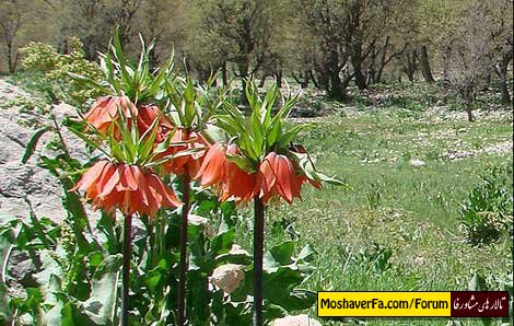 awww.beytoote.com_images_stories_iran_ir2010_3.jpg