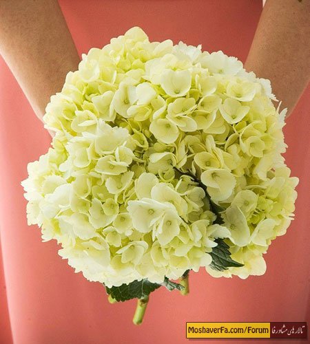 awww.beytoote.com_images_stories_housekeeping_hou6996.jpg