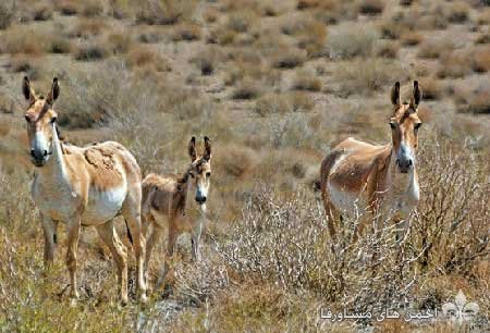 awww.beytoote.com_images_stories_iran_ir2928_7.jpg