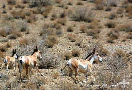 awww.beytoote.com_images_stories_iran_ir2928_8.jpg